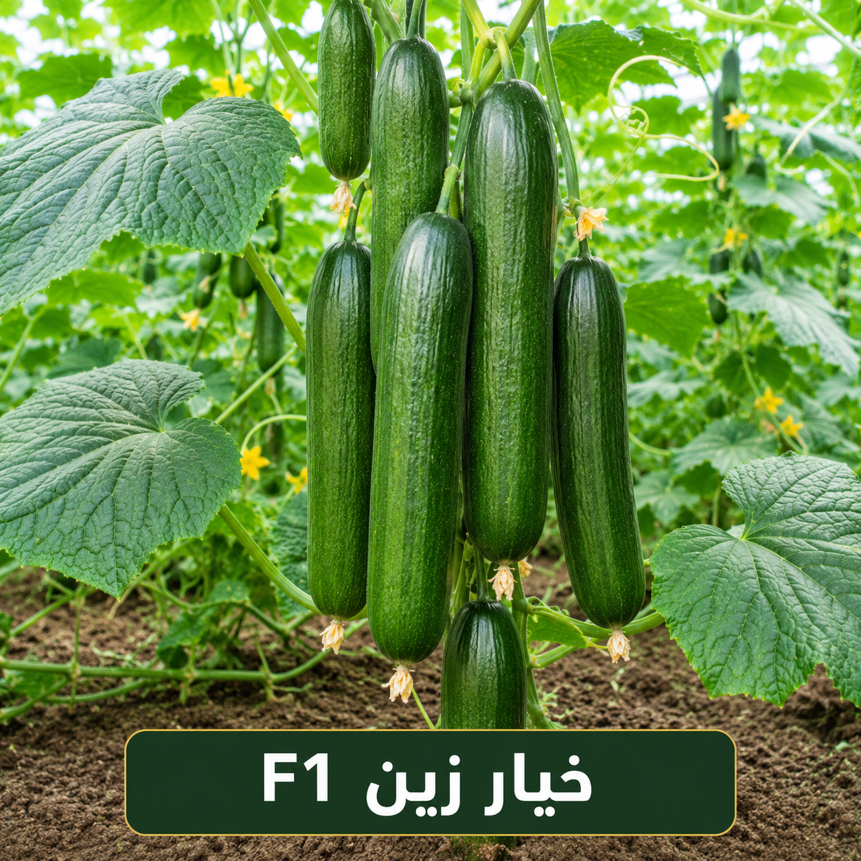 خيار زين هجين (1000 بذرة)
