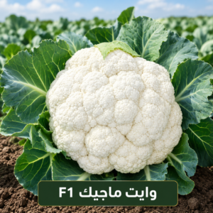 زهرة وايت ماجيك F1 (1000 بذرة)