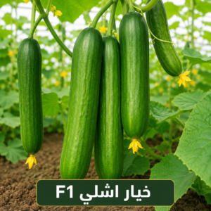 خيار اشلي هجين F1 ( 1000بذرة)