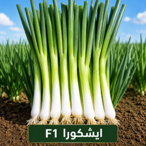 بصل اخضر ايشكورا F1 (400جم)