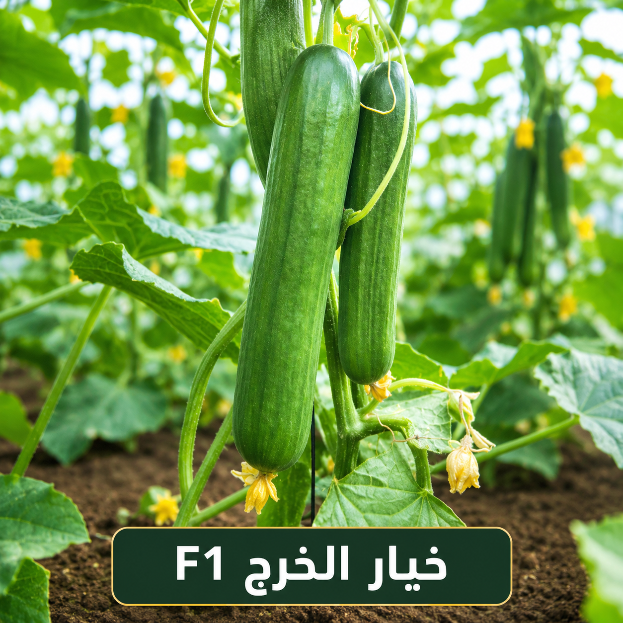خيار الخرج هجين (1000 بذرة)