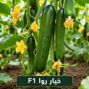 خيار روا هجين F1 (500بذرة)