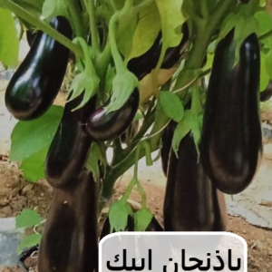 باذنجان ابيك 1000 بذرة F1
