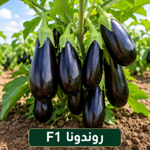 باذنجان روندونا هجين (1000 بذرة)