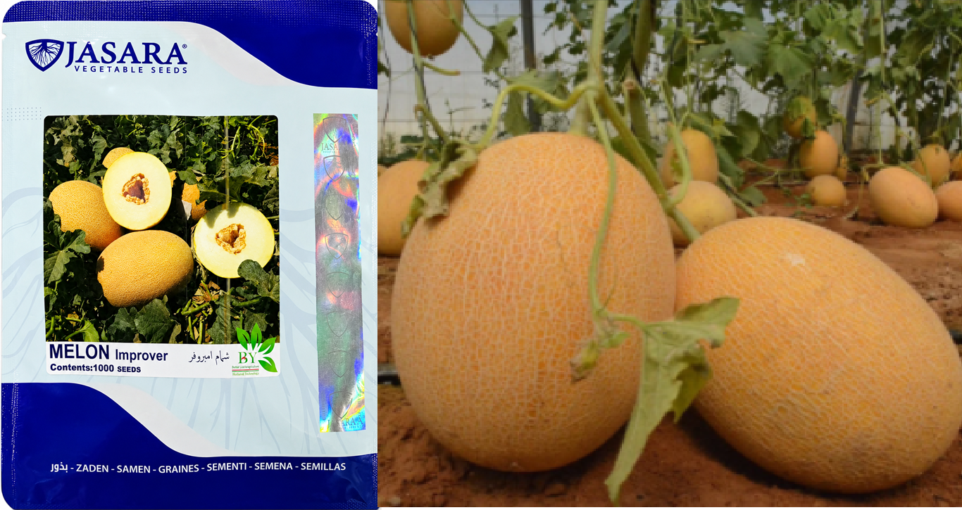 شمام امبروفر هجين (1000 بذرة)