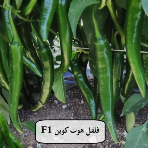 فلفل حار هوت كوين (1000 بذرة)