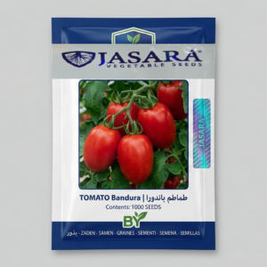 طماطم باندورا هجين F1 (1000بذرة)