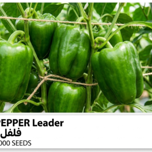 بذور فلفل ليدر هجين (1000بذرة)