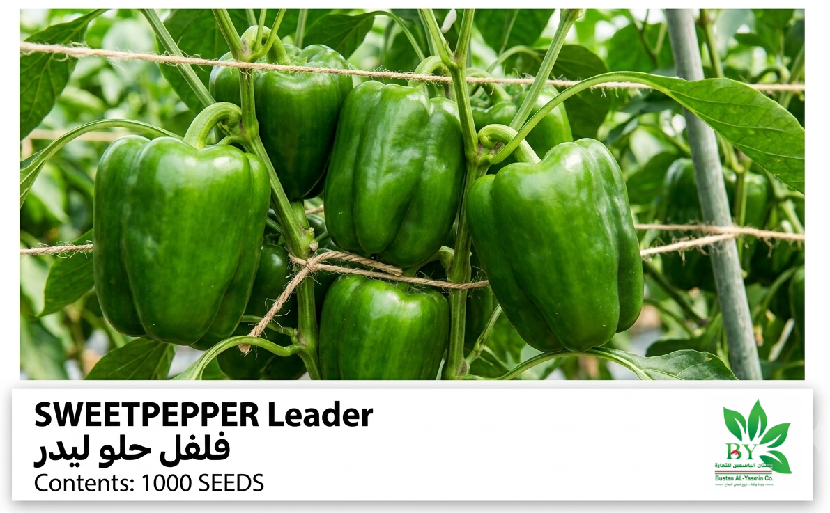 بذور فلفل ليدر هجين (1000بذرة)