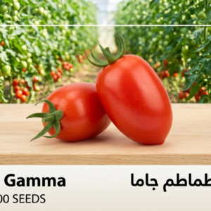 طماطم جاما هجين (1000 بذرة)
