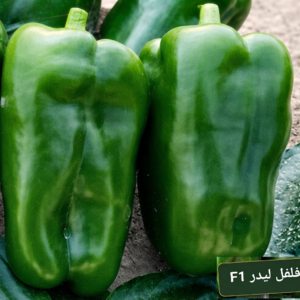 فلفل ليدر هجين (1000 بذرة)