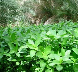 بذور ملوخية أبو غزال 1كجم - الصورة 3